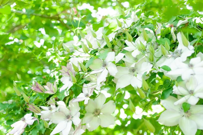 夏期休業のお知らせ